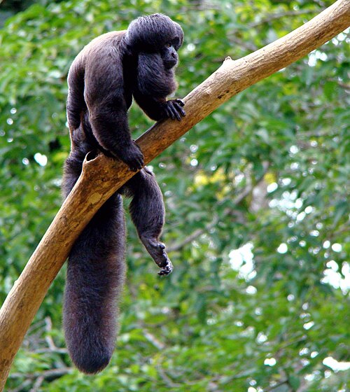 black bearded saki